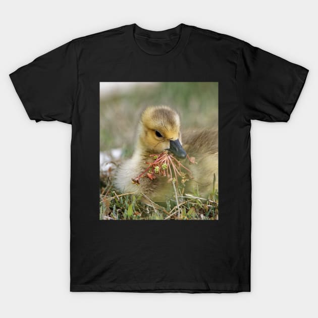 Baby Bird eating Water Flowers T-Shirt by SHWILDLIFE